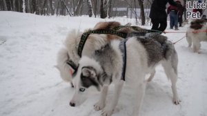 Как ухаживать за хаски?