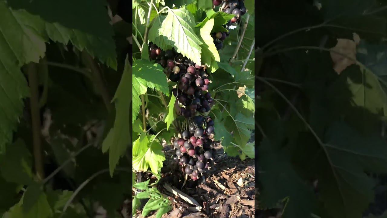 Гигантский урожай на новом карликовом сорте черной смородине. #чернаясмородина