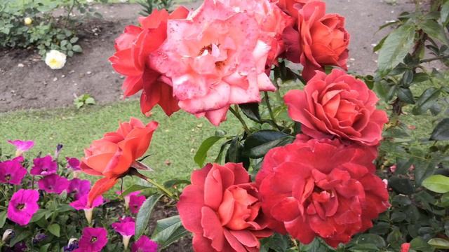 Роза Хот чоколат смотреть онлайн