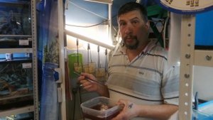 Подготовка живого мотыля для кормления рыбы