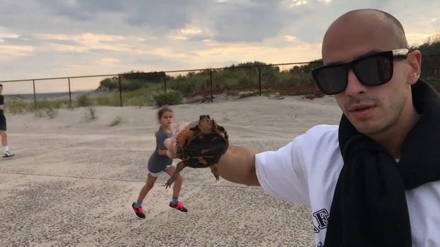 Черепаха Микеланджело | мой американский друг| туртлес в реальной жизни| дикая природа Нью Йорка смотреть онлайн