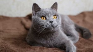Мяуканье кошки (Звук домашней мяукающей кошки) | (57 Секунд)