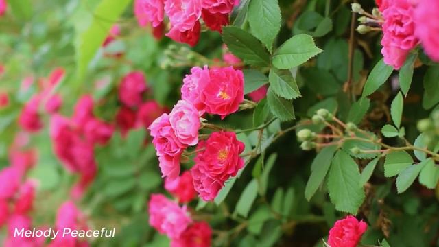 Лучшая музыка поможет снять усталость от стресса🌿 успокоит нервную систему🌿 #12 смотреть онлайн