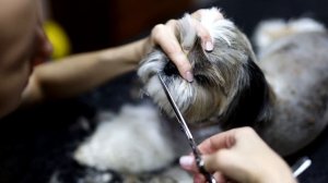 Оформление морды Ши Тцу - Мастер класс.