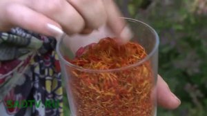 Бархатцы / Тагетис / Рецепт малосольных огурцов с бархатцами / Тоник от морщин с бархатцами