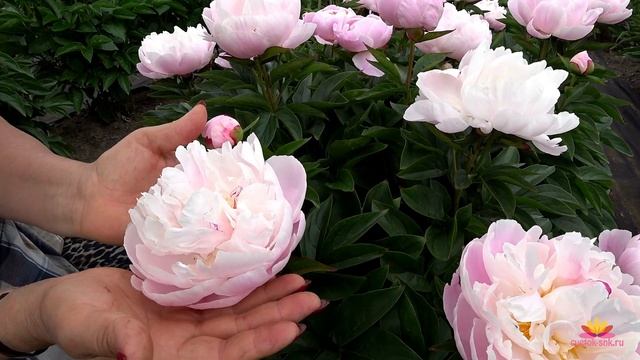 Нежно-розовые пионы / Сад Ворошиловой