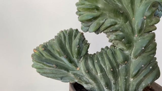 Миртиллокактус геометрический кристатный (Myrtillocactus geometrizans cristatus) смотреть онлайн