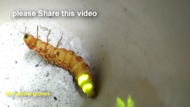 Neon Green Glow Worm In my Rose Garden смотреть онлайн