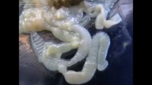 бычий цепень под город зелёного цвета