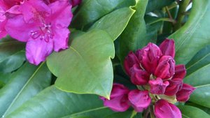 Rhododendron ´Pearce´s American Beauty´