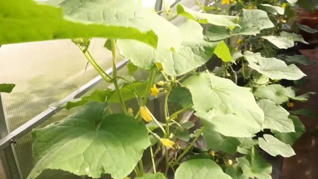 Реанимированные огурцы и перец после солнечного ожога смотреть онлайн