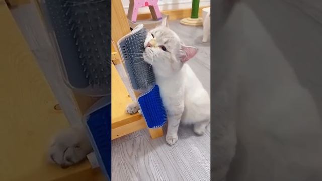 Щётка для кошек. Ссылка в описании