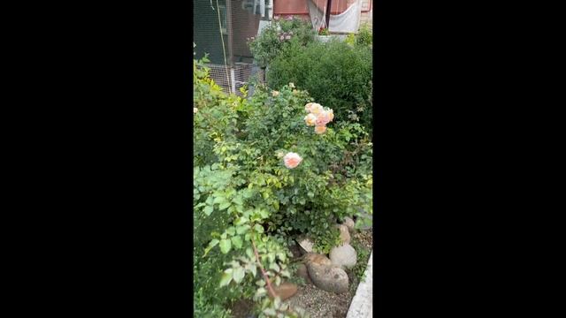 12 сентября 2021 г.цветы в моем саду смотреть онлайн