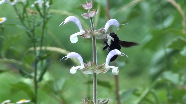 Пчела плотник на шалфее. Насекомое - реликт. смотреть онлайн