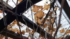 Обрезка куста винограда в теплице