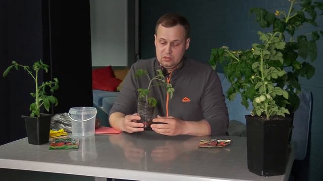Что можно вырастить у себя на подоконнике?