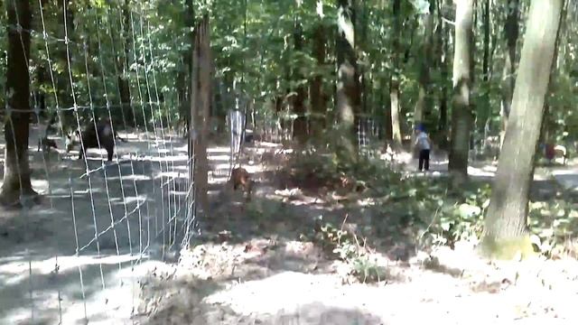 Жизнь кабанов. смотреть онлайн