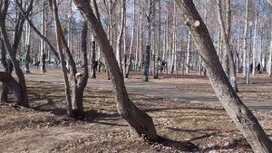 В Майском парке.