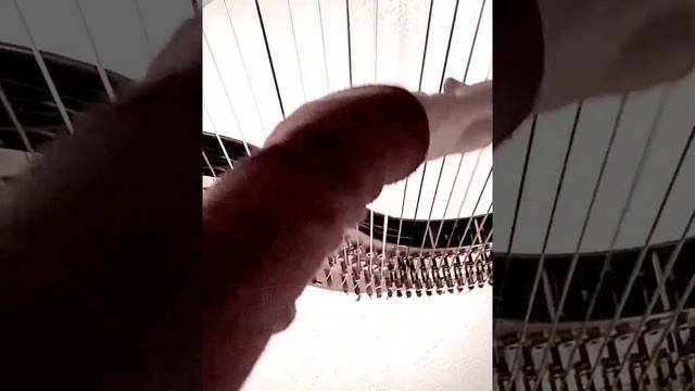 Unravel - Bjork - on Harp - VancouverHarp смотреть онлайн