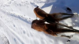 Русская псовая Борзая догнала лису