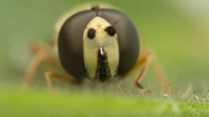 Laowa 25mm F2.8 2.5-5X Lens Review - ULTRA MACRO PHOTOGRAPHY!