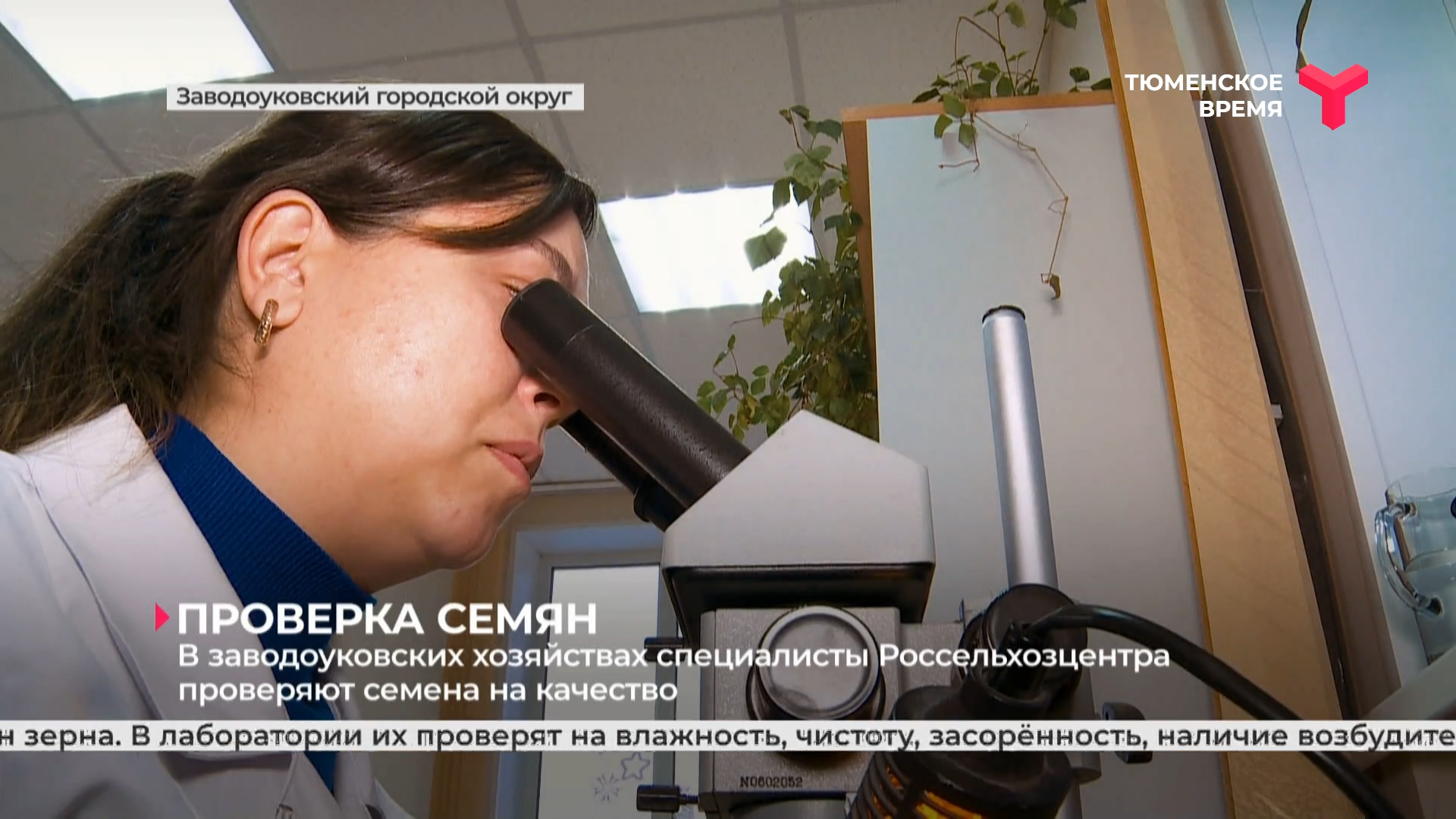 В заводоуковских хозяйствах специалисты Россельхозцентра проверяют семена на качество