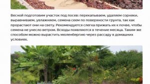 Мюленбергия волосовидная, иногда ее называют оленьей травой