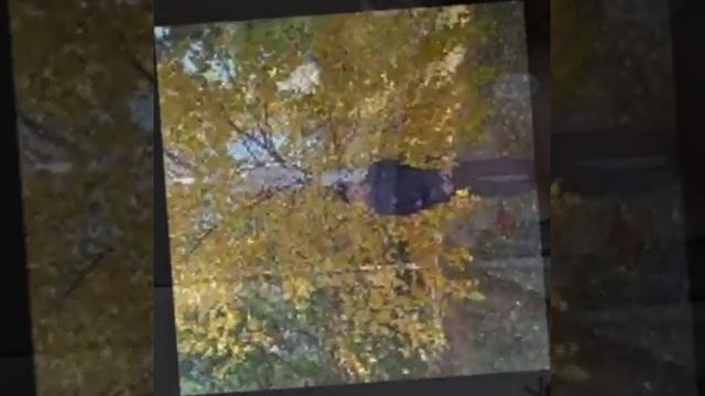 Большая "Антология💐"😂🤣из моих фото на прекрасную песню Муслима Магомаева от Кирилла Юлаева.11.11.23 смотреть онлайн