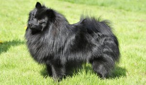 Каталог пород собак. Большой немецкий шпиц Deutscher Grossspitz, Giant German Spitz, Great Spitz