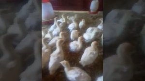 Индюшата Биг 6, 2 недели,  на несменяемой подстилке.