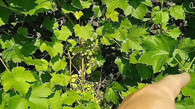 Окрашивание винограда. Кузбасс. Загадка Шарова смотреть онлайн