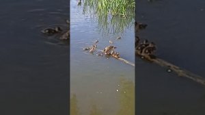 #природаУтята на местном пруду 🦆