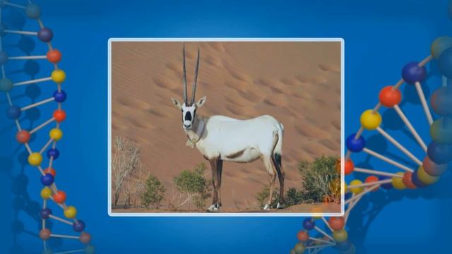 Основные биологические сообщества суши: саванны, пустыни, вечнозеленые леса. Видеоурок по биологии смотреть онлайн