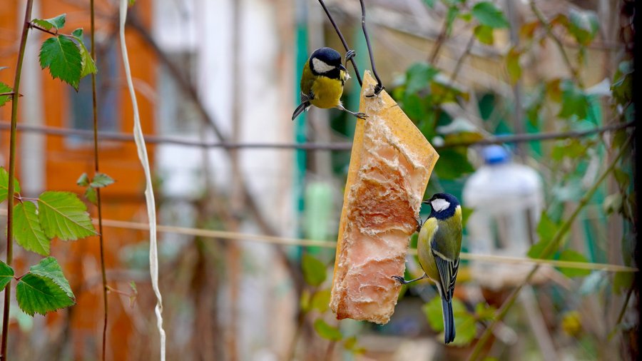 болезни синиц. синичка залетела на веранду. синичка залетела на веранду. к чему залетают синички на веранду. как ухаживать за синичкой в домашних условиях.