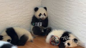 Милые панды.