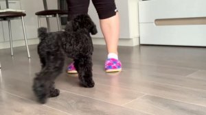 МОЙ ДЕНЬ С СОБАКОЙ/ ПОКАЗЫВАЮ КАК МЫ ЗАНИМАЕМСЯ/ ДРЕССИРОВКА ЩЕНКА/ КАРЛИКОВЫЙ ПУДЕЛЬ