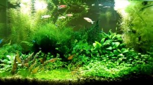 Красивый аквариум 100 литров