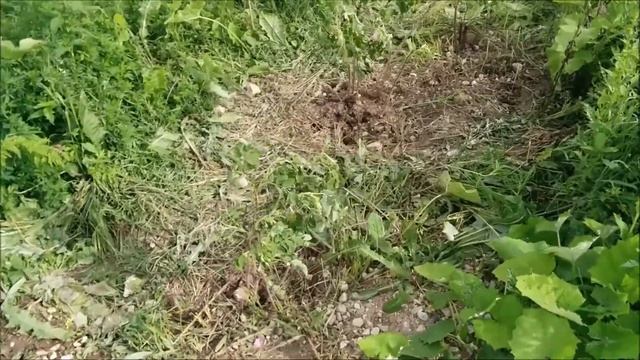 06-24-2014 Денёк (Вторник) Посадка шиповника