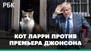 Кота Ларри из резиденции премьера Британии спросили об отставке Бориса Джонсона: видео с Даунинг-стр