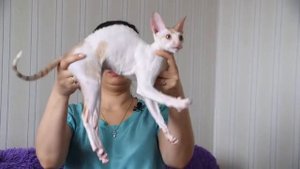 Корниш рекс