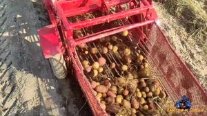 Картофеле уборочный комбайн,  урожай картофеля желает лучшего. Урожай 2021