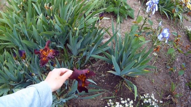 Покажу наши растения этой холодной весной 27.05.2020 смотреть онлайн