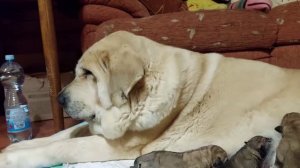 Spanish Mastiff puppies 1 day