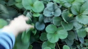 Клубника Сан-Андреас