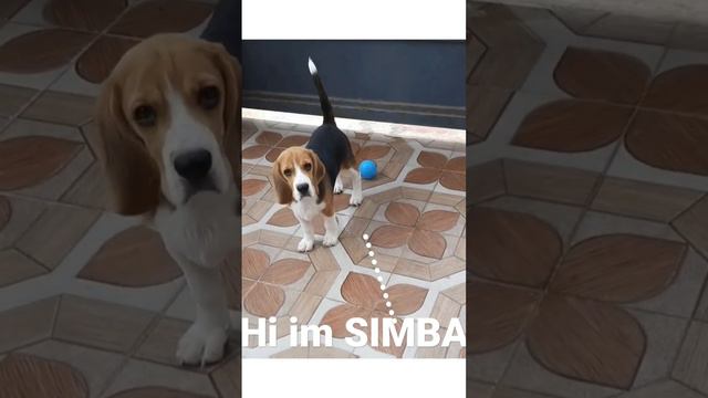 cute beagle playing              funny beagle