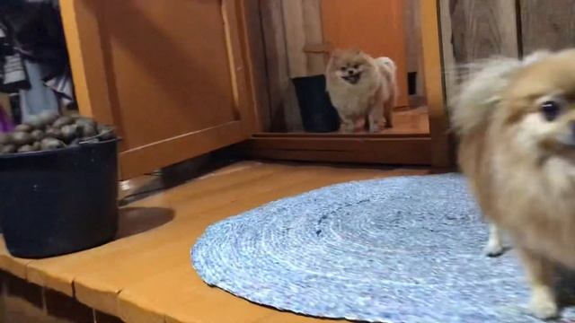 Не хочет мыть лапы смотреть онлайн