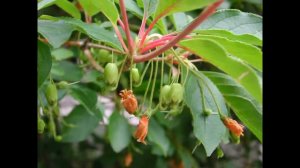 ЭНКИАНТУС  (ENKIANTHUS)  сем. Вересковые