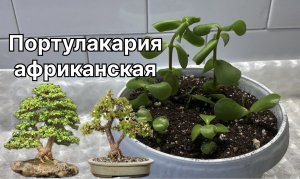 У меня новое растение! Портулакария африканская. Черенки дали корни, пора в горшок. 10 января 2024 г