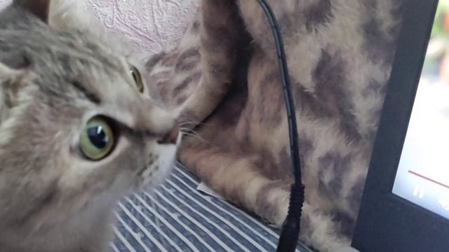 котомания кошки и птички ,птички для кошек ,кошка смотрит птичек