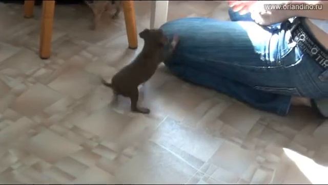 Щенки той терьера Дюшес и Тарантелла. Питомник Орландино / Russkiy Toy puppies